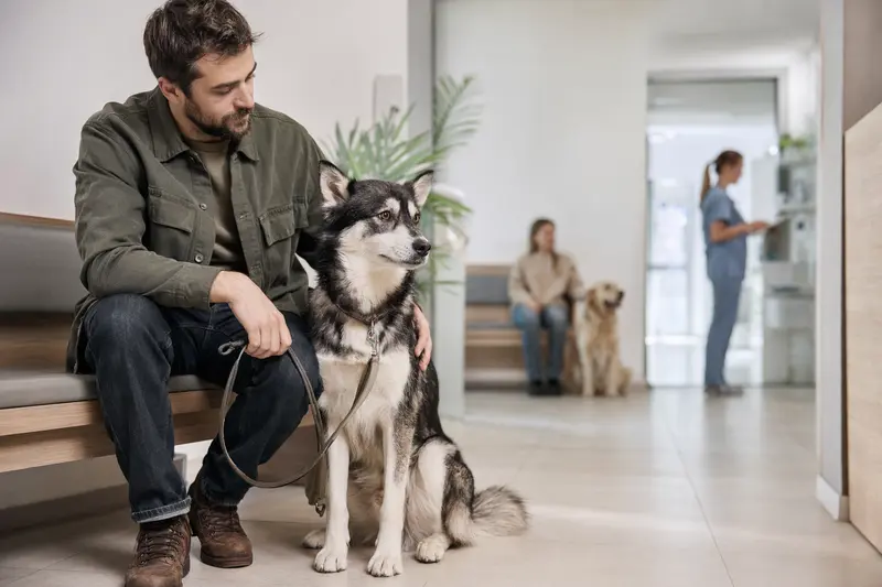 Ein Jakutische Laika Hund sitzt ruhig neben seinem Besitzer im hellen Wartezimmer einer modernen Tierarztpraxis.
